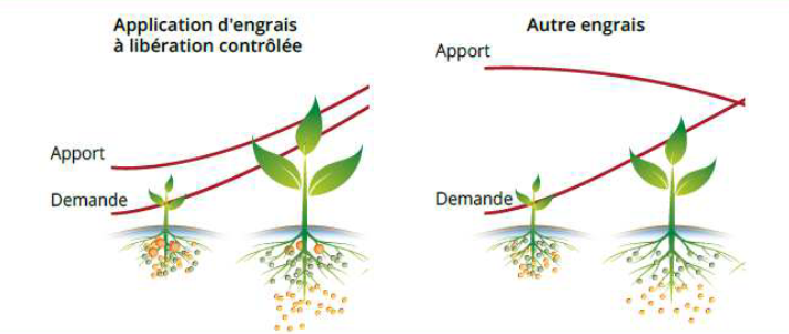 Comparaison apports engrais starter 